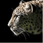 Logotipo de la empresa de Internetagentur seo-leopard e.K.