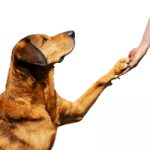 Firmenlogo von Hundeschule Frankfurt - hampelhund Hundetraining